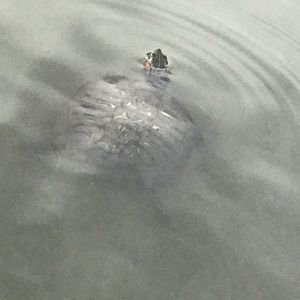 Meet your Posher, Olga